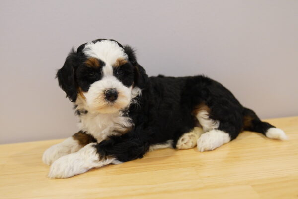 [#262137-06] River - Black White & Tan F Mini Bernedoodle 2nd Gen Puppies for Sale