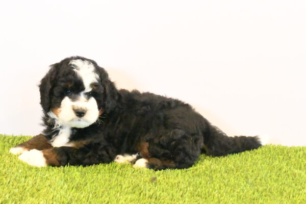 [#262211-03] Miles - Black White & Tan M Mini Bernedoodle 2nd Gen Puppies for Sale