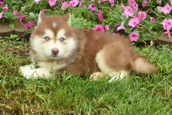 [#262047-05] Missy - Chocolate F Pomsky Puppies for Sale