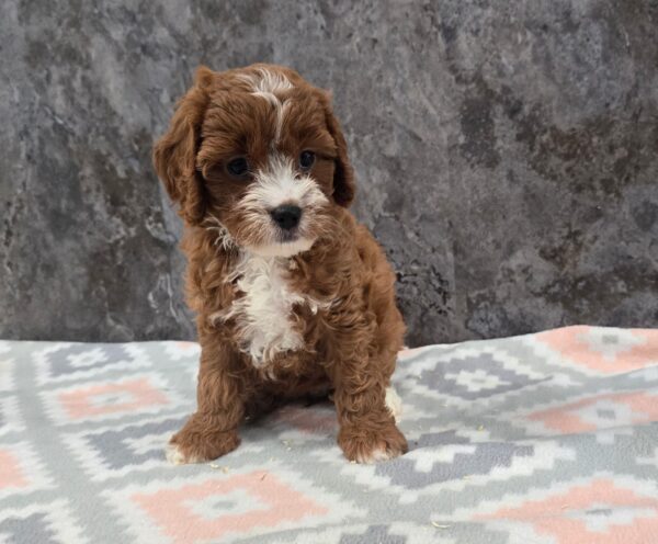 [#262185-05] Maddie - Red F Cavapoo Puppies for Sale