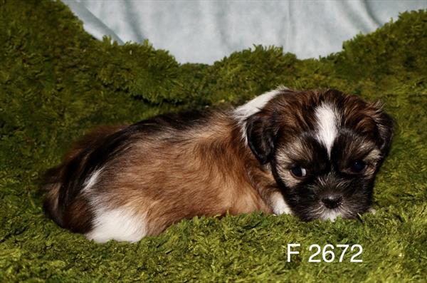 [#2675-01] Margie - Sable F Shih Tzu Puppies for Sale
