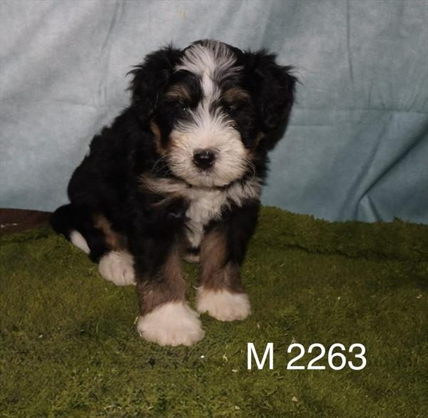 [#2683-01] Forrest - Tri-Color M Bernedoodle Mini 2nd Gen Puppies for Sale
