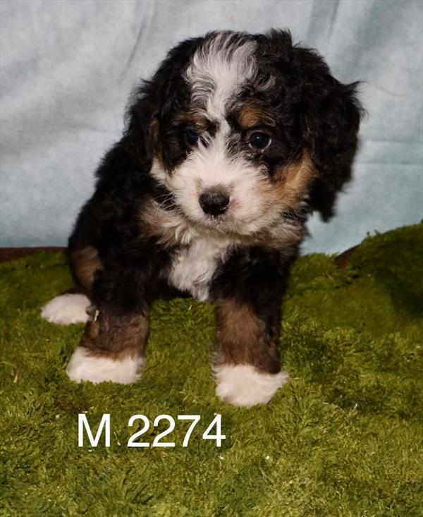 [#2683-06] Felix - Tri-Color M Bernedoodle Mini 2nd Gen Puppies for Sale