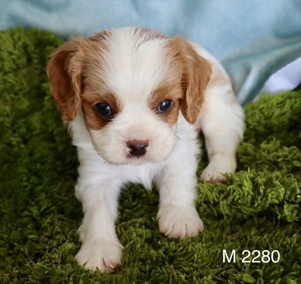 [#2684-01] Riley - Blenheim M Cavalier King Charles Spaniel Puppies for Sale