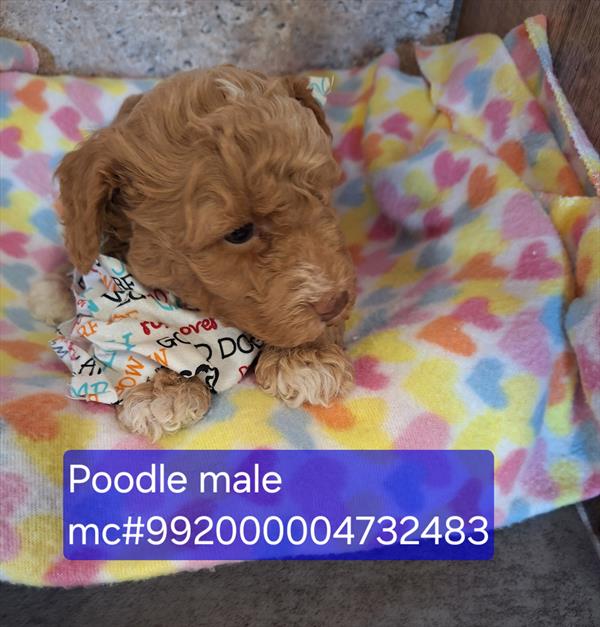 [#2685-01] Arlo - Light Red M Poodle Mini Puppies for Sale