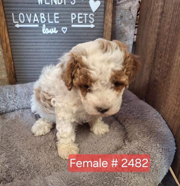 [#2685-03] Abigail - White F Poodle Mini Puppies for Sale