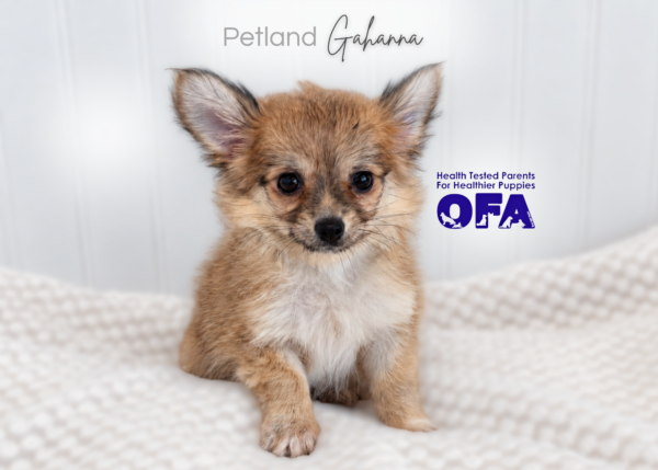 [#262294-01] Shiloh - Brown F Chihuahua Puppies for Sale