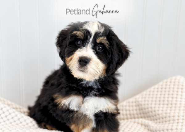 [#2683-01] Forrest - Tri-Color M Bernedoodle Mini 2nd Gen Puppies for Sale