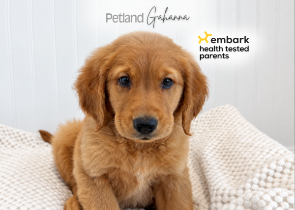 [#2686-01] Murphy - Red M Golden Retriever Puppies for Sale