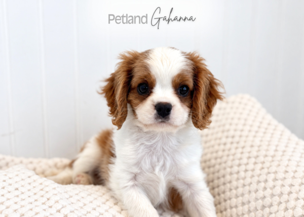 [#2684-01] Riley - Blenheim M Cavalier King Charles Spaniel Puppies for Sale