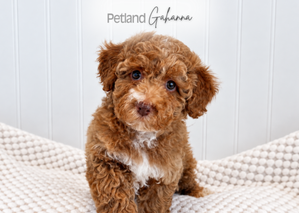 [#2685-01] Arlo - Light Red M Poodle Mini Puppies for Sale