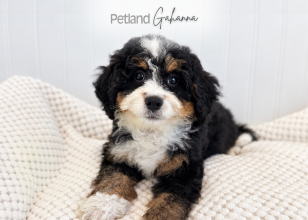 [#2683-06] Felix - Tri-Color M Bernedoodle Mini 2nd Gen Puppies for Sale