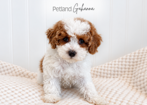 [#2685-03] Abigail - White F Poodle Mini Puppies for Sale