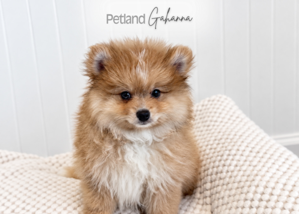[#99000005392705]  - Female Pomeranian Dog