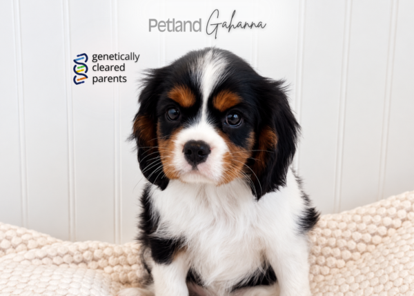[#2687-02] Jax - Tri-Colored M Cavalier King Charles Spaniel Puppies for Sale