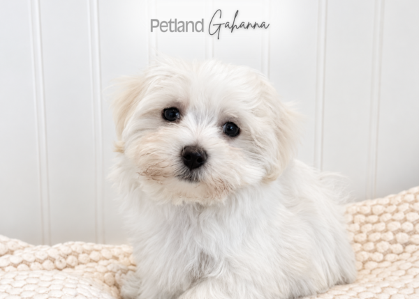 [#2688-01] Toby - White M Maltese Puppies for Sale