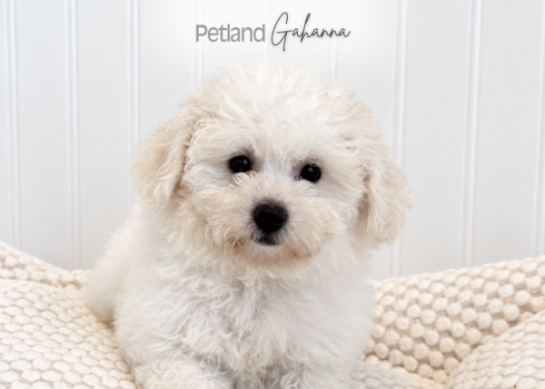 [#262520-03] Phoebe - White F Bichon Frise Puppies for Sale