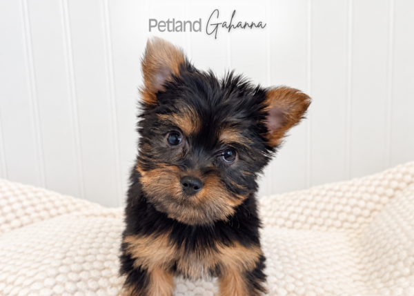 [#2689-01] Freya-Rose - Black & Tan F Silky Terrier Puppies for Sale