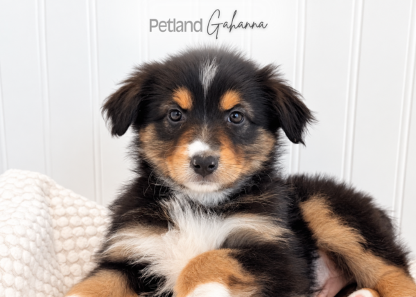 [#262575-06] Rose - Black F Australian Shepherd Puppies for Sale