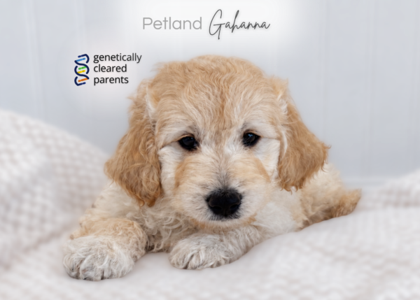 [#990000015912478]  - Light Golden Male Goldendoodle Mini Dog