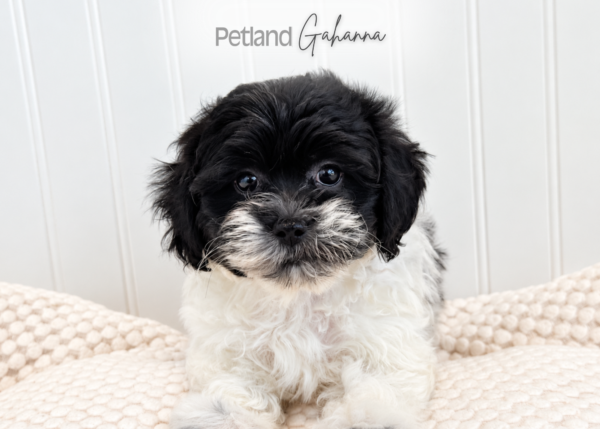 [#262474-01] Smoky - Black & White M ShihPoo Puppies for Sale
