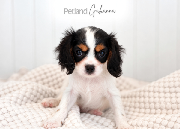 [#990000015912293]  - Tri-Color Female Cavalier King Charles Dog