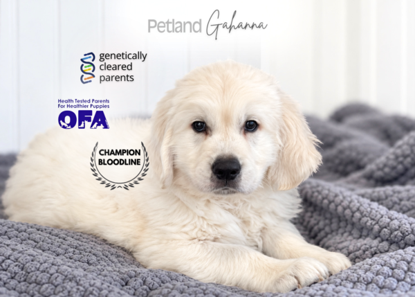 [#990000015911820]  - Male Golden Retriever Dog