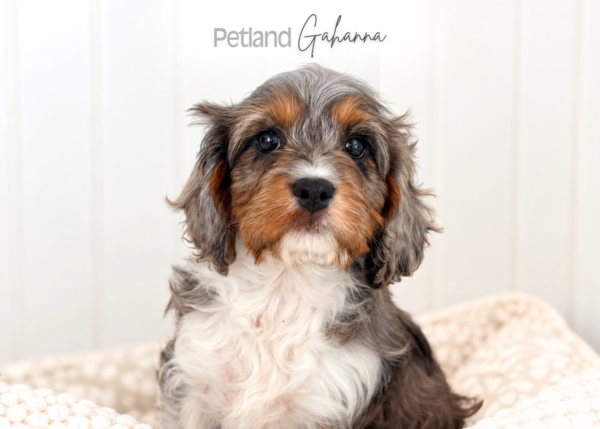 [#990000016101204]  - Blue Merle/Tan & White mkgs Female Cavapoo F1 Dog