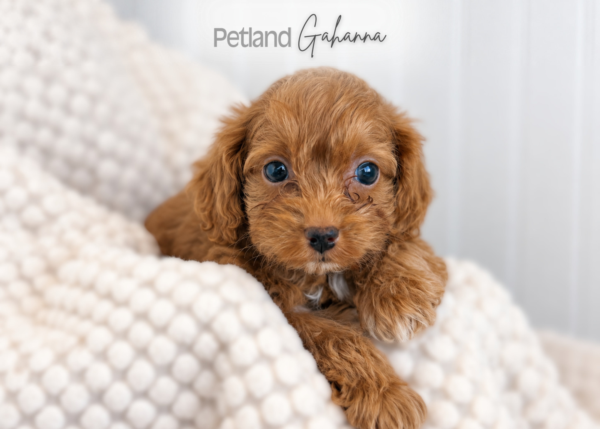 [#992000004732476]  - Red Apricot Female Cockapoo Dog