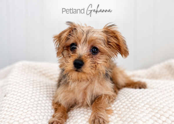 [#900263007430595]  - Golden Male Yorkshire Terrier Dog