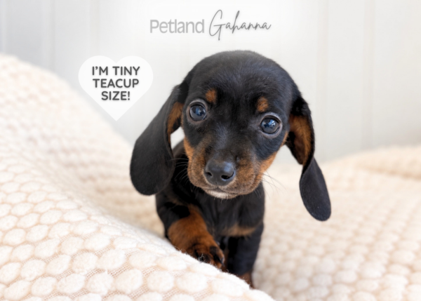 [#990000014300302]  - Black & Tan Female Dachshund-Miniature Dog