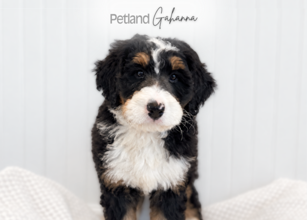 [#262353-04] Axel - Black White & Tan M Bernadoodle Puppies for Sale