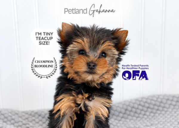 [#262528-03] Peanut - Black & Tan F Yorkshire Terrier Puppies for Sale