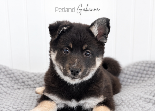 [#262738-01] Star - Black & White F American Eskimo/Alaskan Klee Kai Puppies for Sale