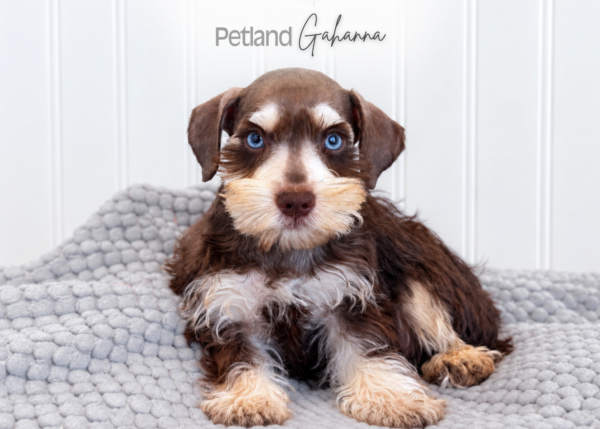 [#262551-05] Graham - Brown & White M Mini Schnauzer Puppies for Sale