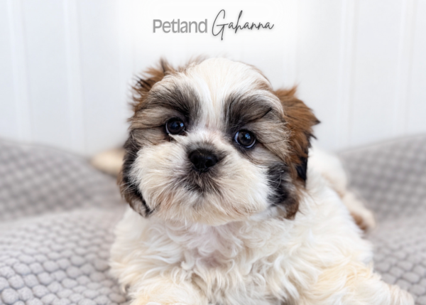 [#262500-01] Gabe - White & Sable M Shih Tzu Puppies for Sale