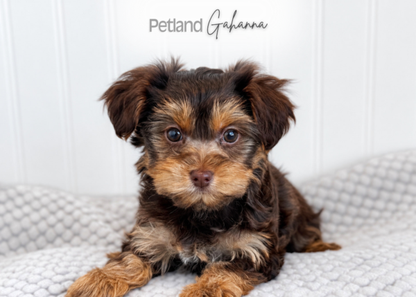 [#262590-08] Louise - Chocolate & Tan F Yorkshire Terrier Puppies for Sale