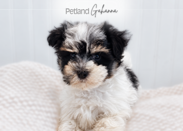 [#262375-04] Cinnamon - Black & White F Havanese Puppies for Sale