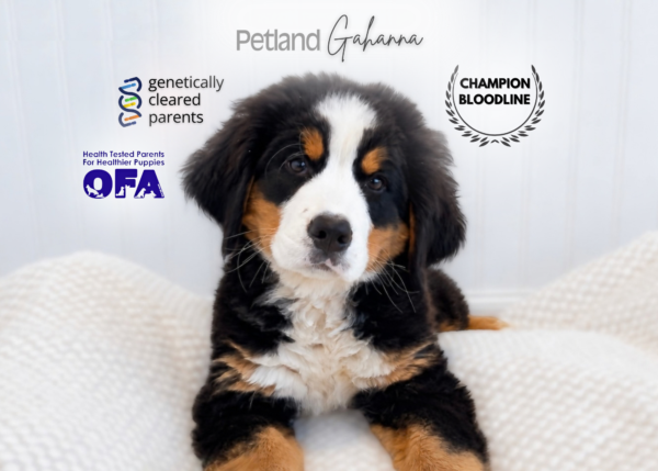 [#99000001512115]  - Tri-Color Male Bernese Mountain Dog Dog