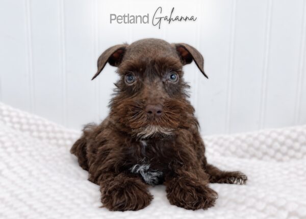 [#262350-05] Candy - Chocolate F Mini Schnauzer Puppies for Sale