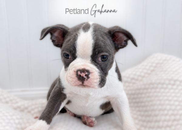 [#262368-03] Hank - Blue & White M Boston Terrier Puppies for Sale