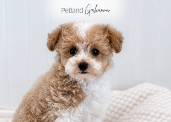 [#990000015912670]  - Apricot Parti Female Toy Poodle Dog