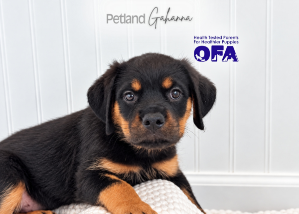 [#262419-06] Baby - Black & Tan F Rottweiler Puppies for Sale