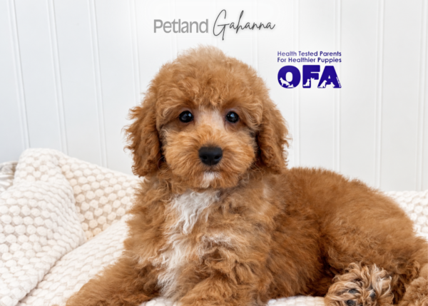 [#262468-01] Simon - Red M Poodle Puppies for Sale