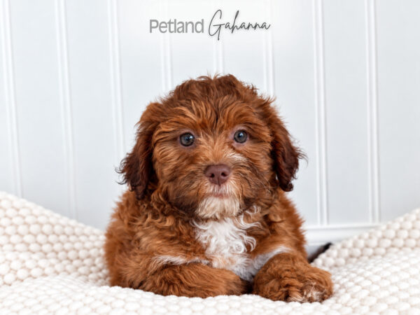 [#262506-01] Max - Chocolate M Havapoo Puppies for Sale