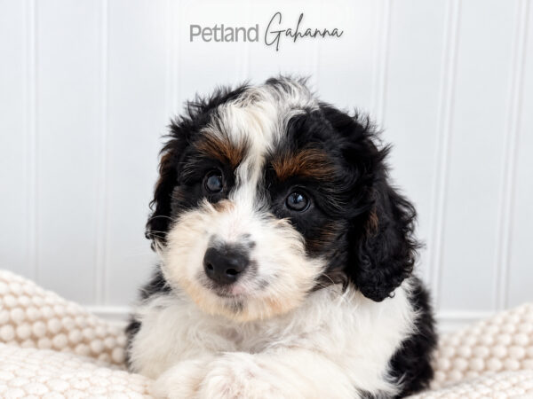 [#262475-01] Huck - Black & White M Mini Aussiedoodle Puppies for Sale