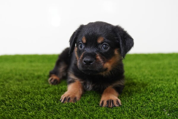 [#262419-06] Baby - Black & Tan F Rottweiler Puppies for Sale