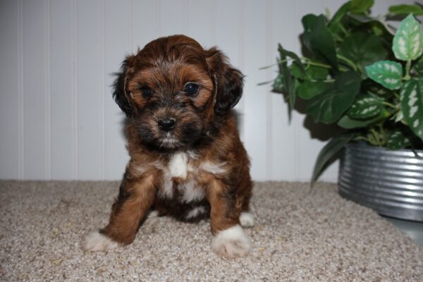 [#262506-01] Max - Chocolate M Havapoo Puppies for Sale