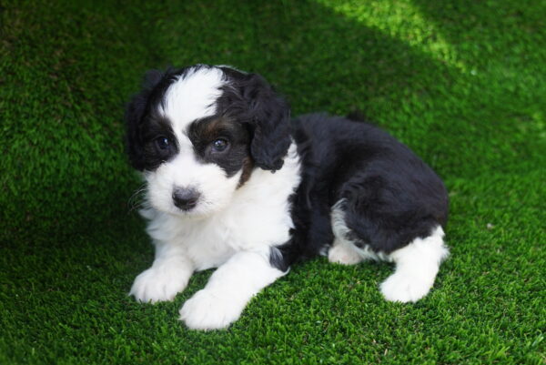 [#262475-01] Huck - Black & White M Mini Aussiedoodle Puppies for Sale